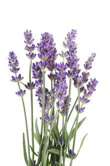 Holistic Massages. Library Image: Purple Flowers